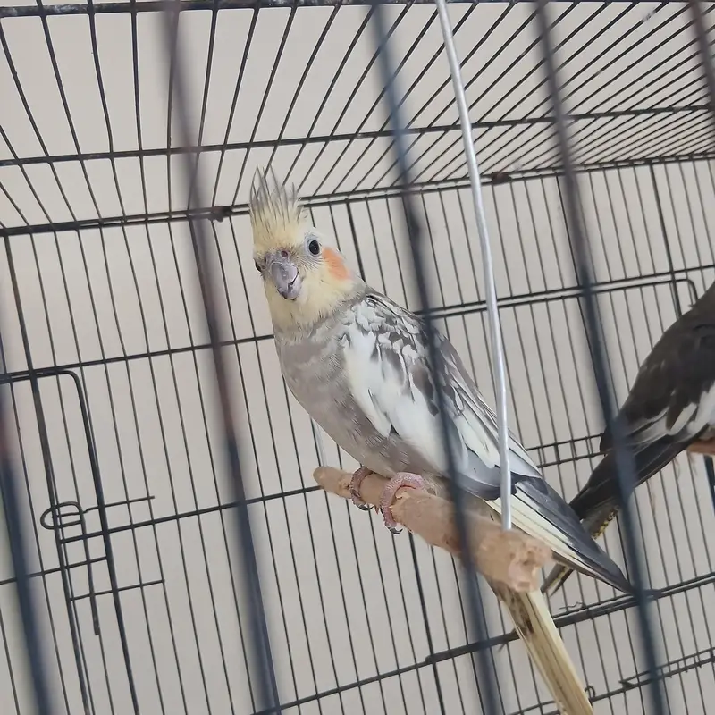 cockatiel — photo 2