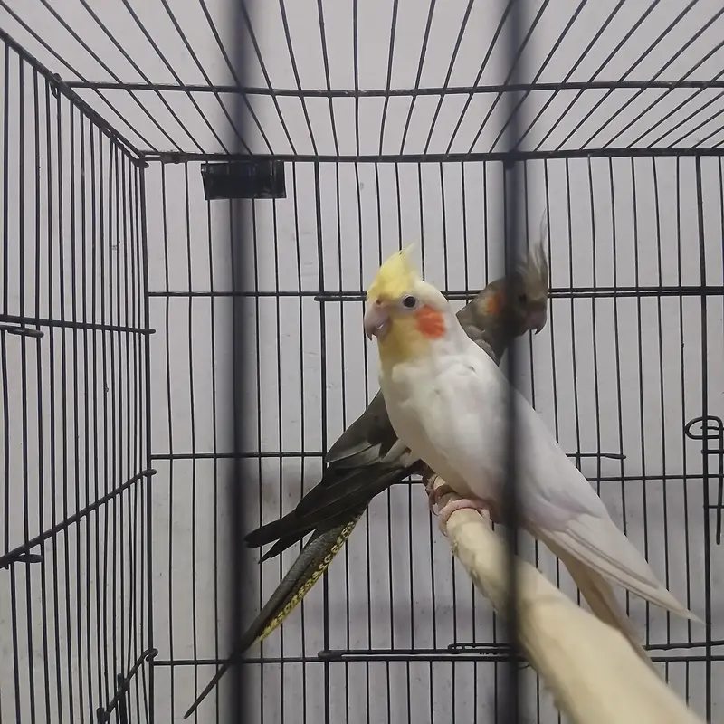 cockatiel — photo 3