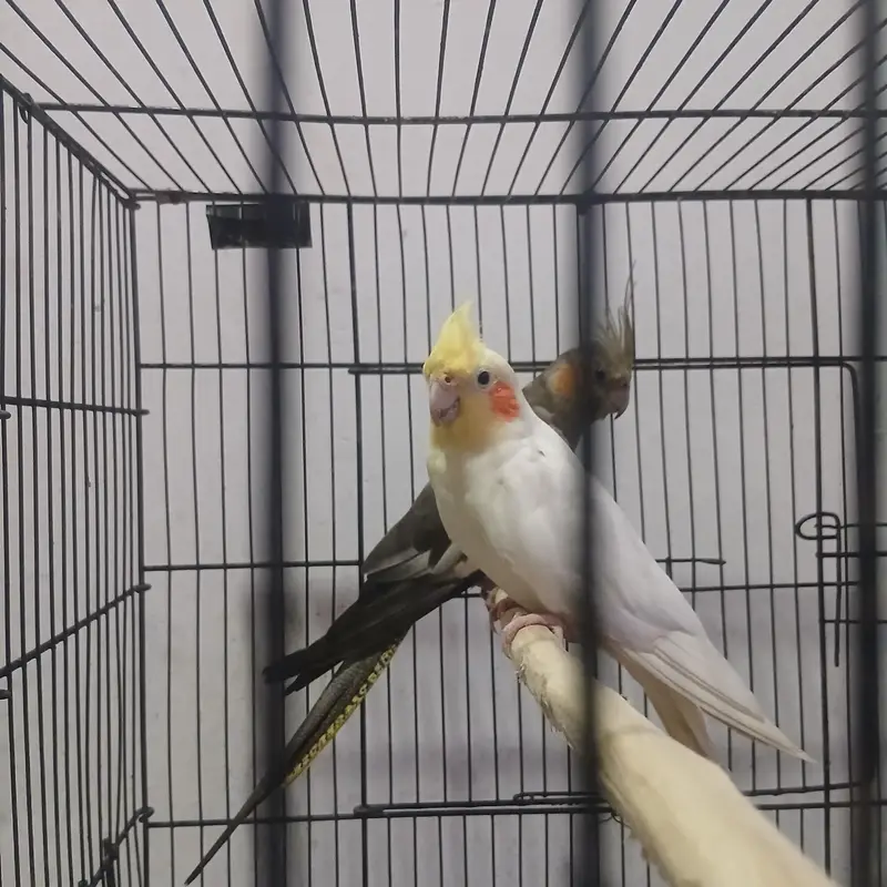 cockatiel — photo 4