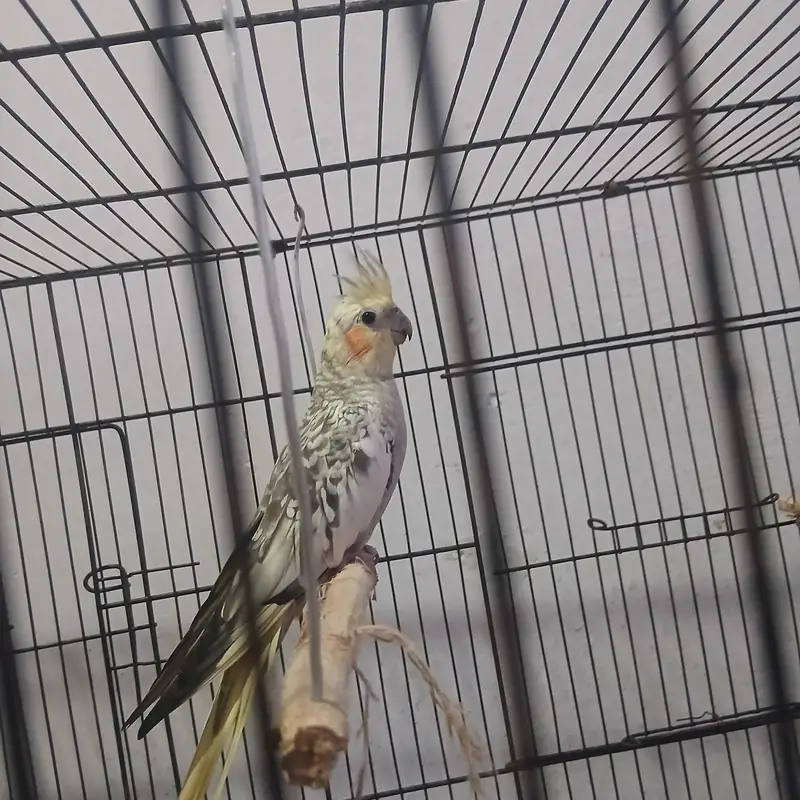 cockatiel — photo 5