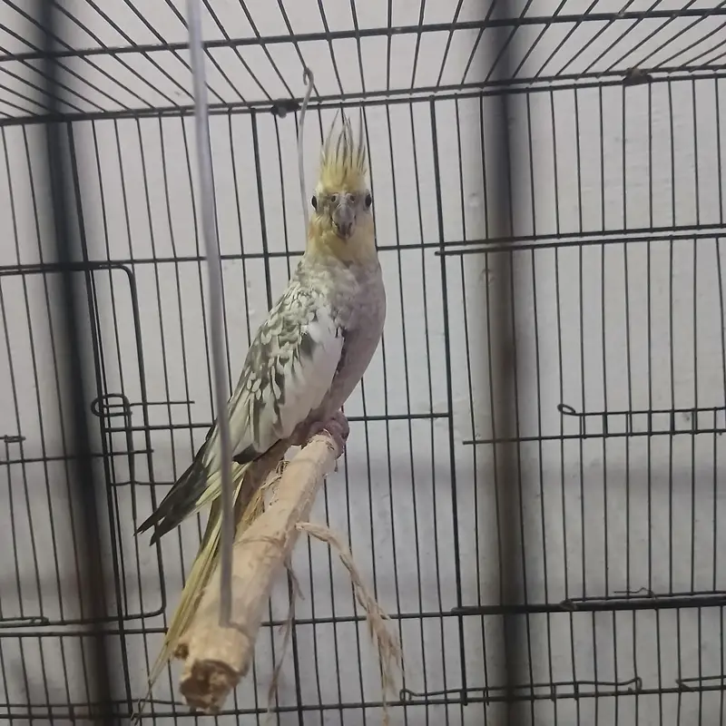 cockatiel — photo 6
