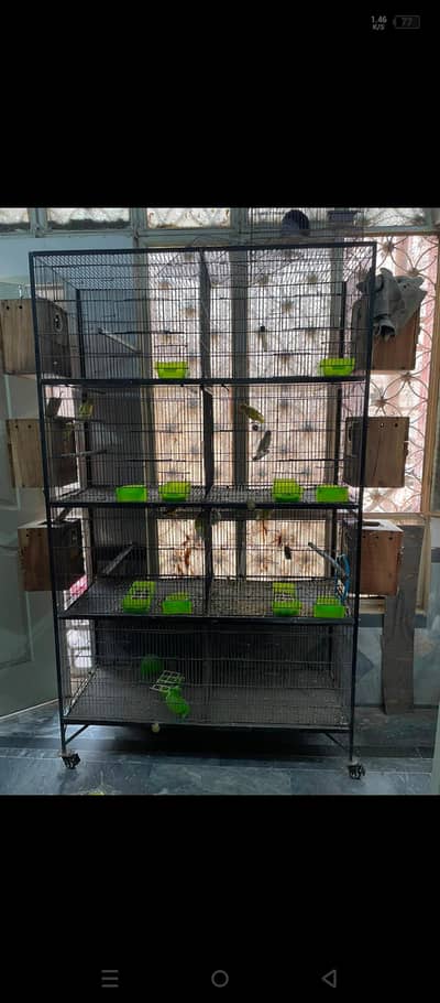 birds cage