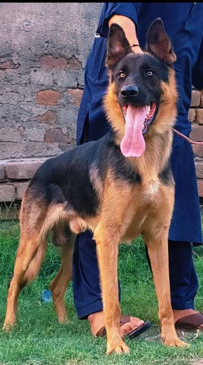 Stock Coat German shepherd Male Available