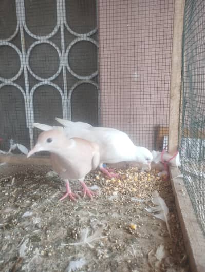 Khumre healthy AnD aCtive h 2no Female hain Ik Red eyes Hai R ik black