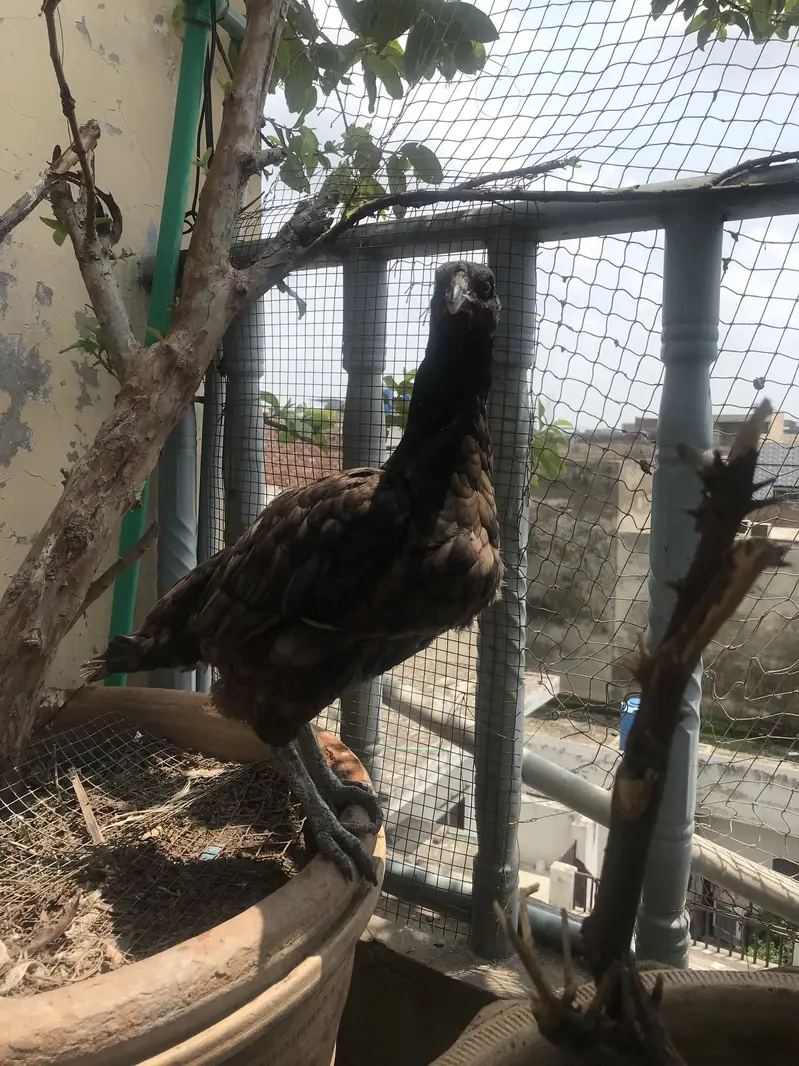 Aseel Thai female — photo 2