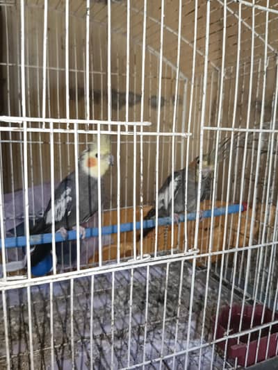 cocktail pair