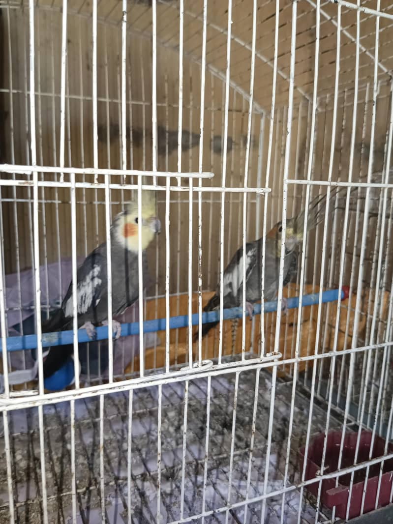 cocktail pair 0