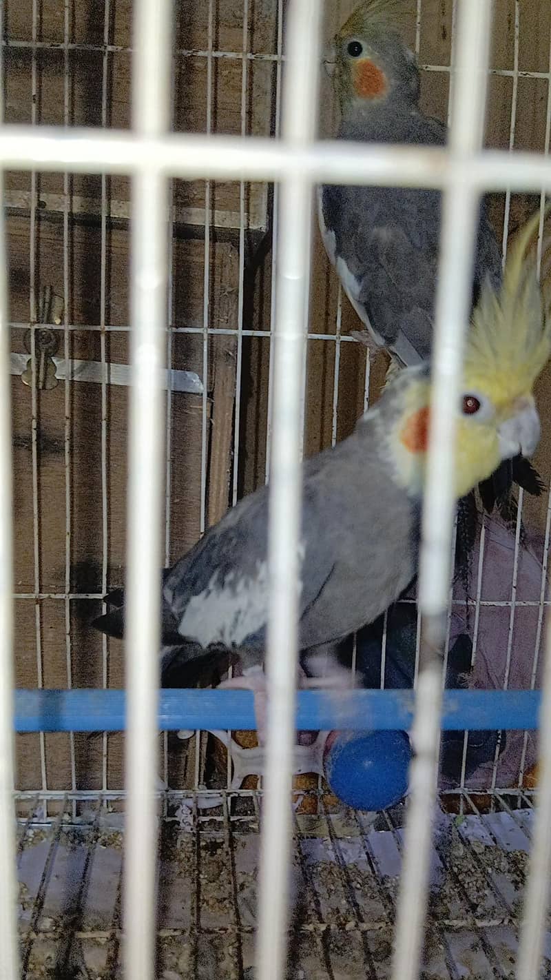 cocktail pair 1