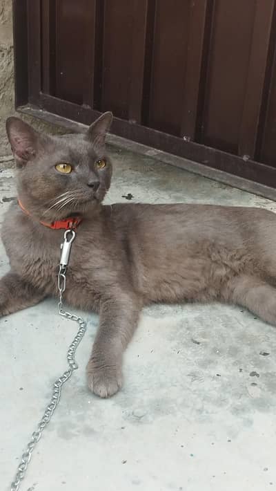 Persian male cat
