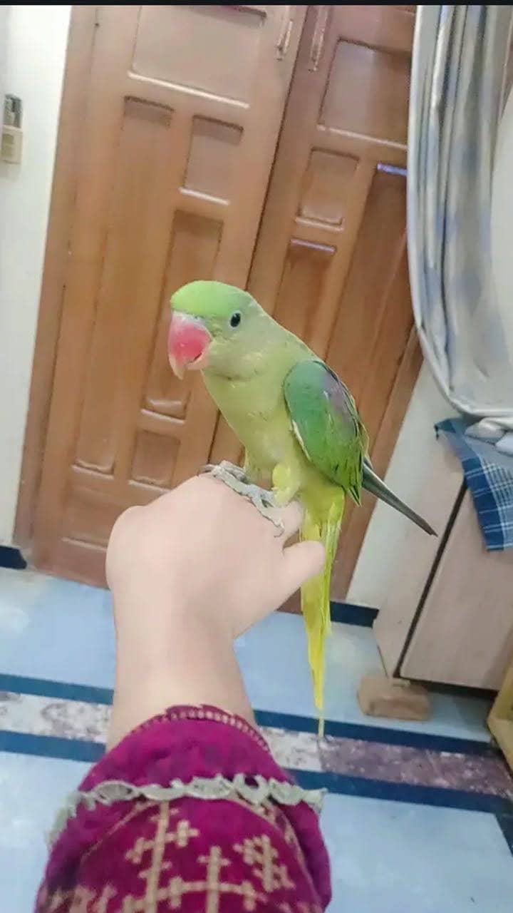 raw parrot 1