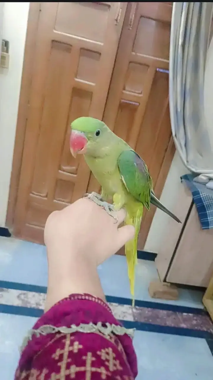 raw parrot — photo 2