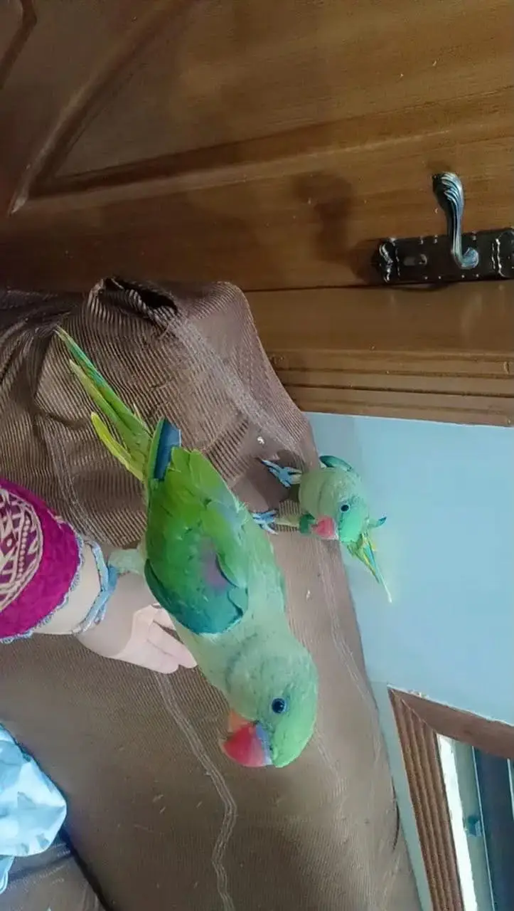 raw parrot — photo 3