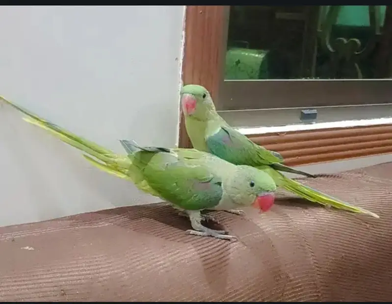 raw parrot — photo 4