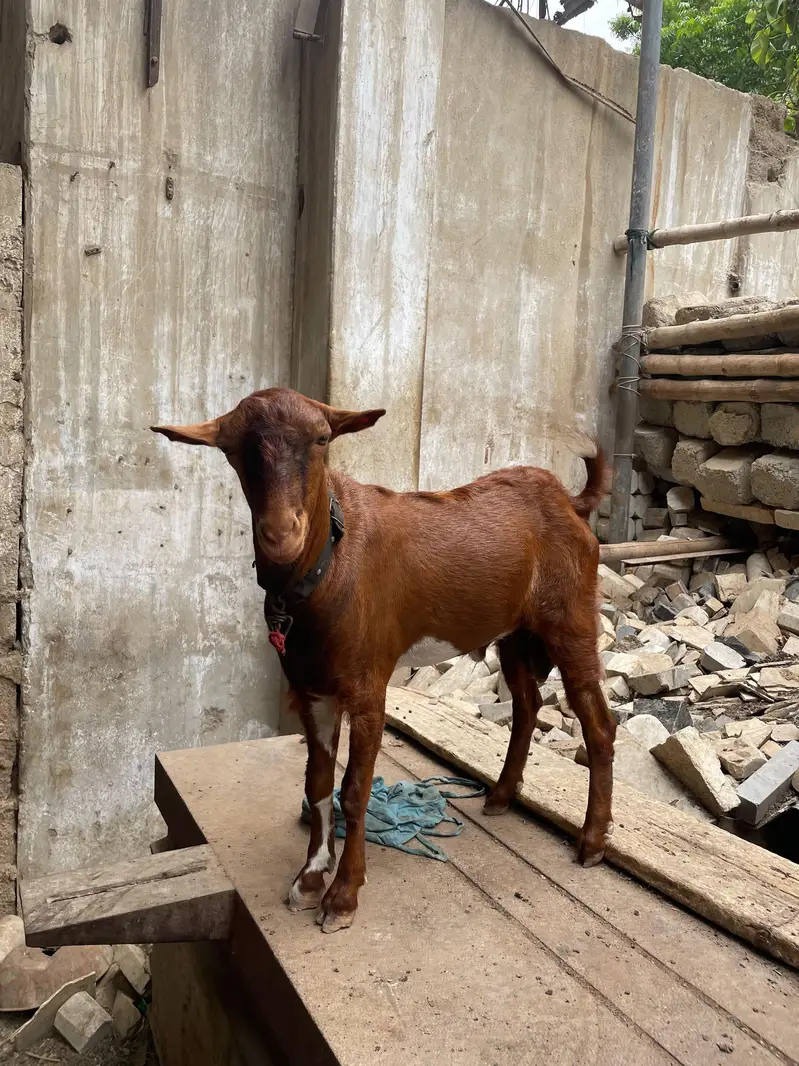 Tedda teddy tapra gulabi — photo 2