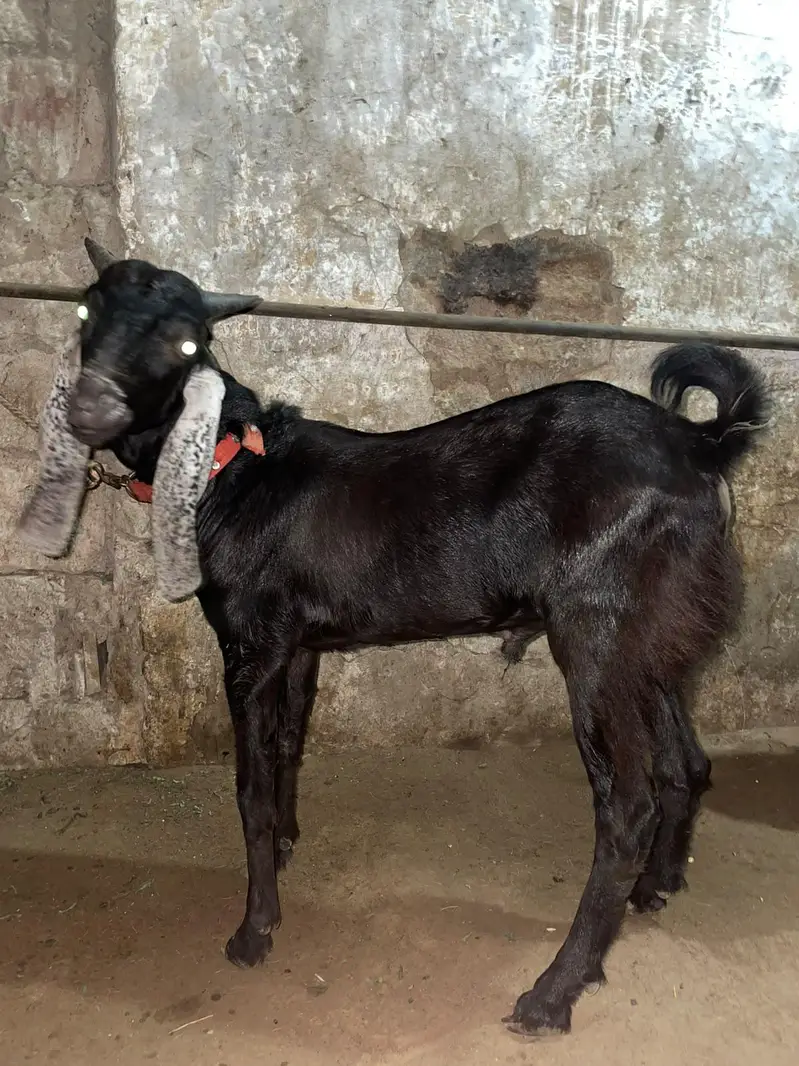 Tedda teddy tapra gulabi — photo 5