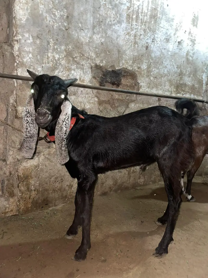 Tedda teddy tapra gulabi — photo 6
