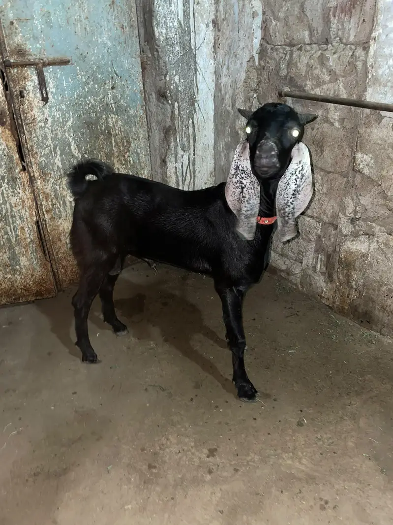 Tedda teddy tapra gulabi — photo 7