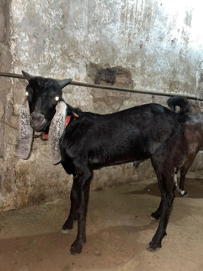 Tedda teddy tapra gulabi — photo 8