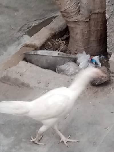 paper white Aseel chick