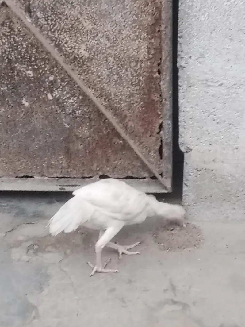 paper white Aseel chick — photo 2