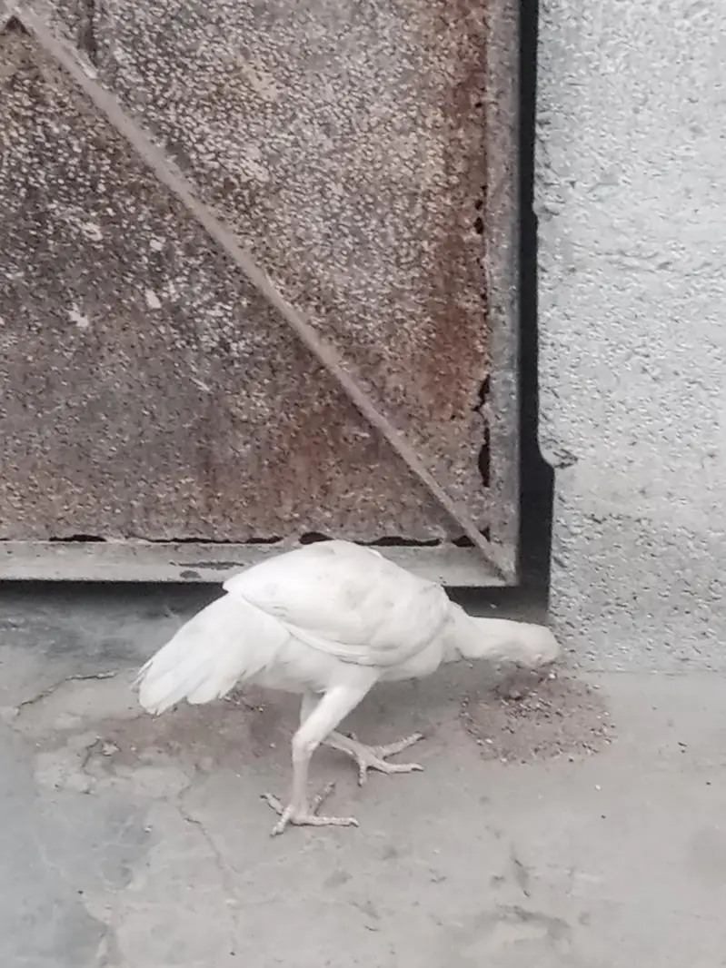 paper white Aseel chick — photo 3