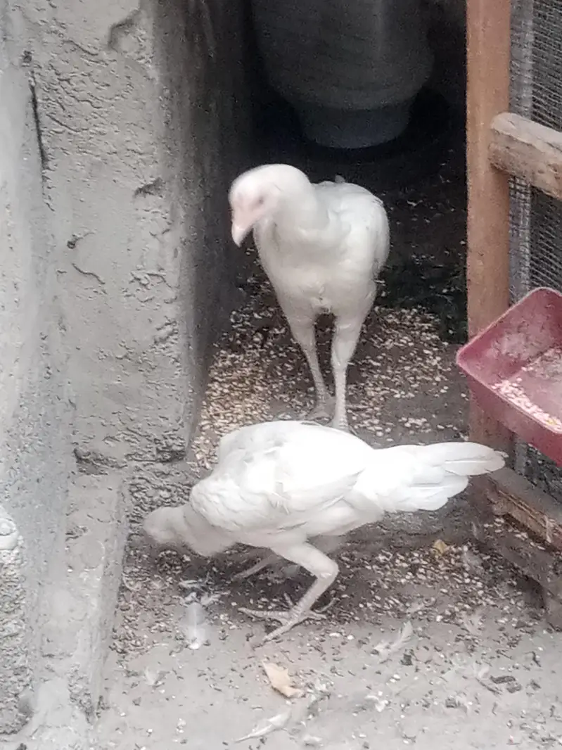 paper white Aseel chick — photo 4