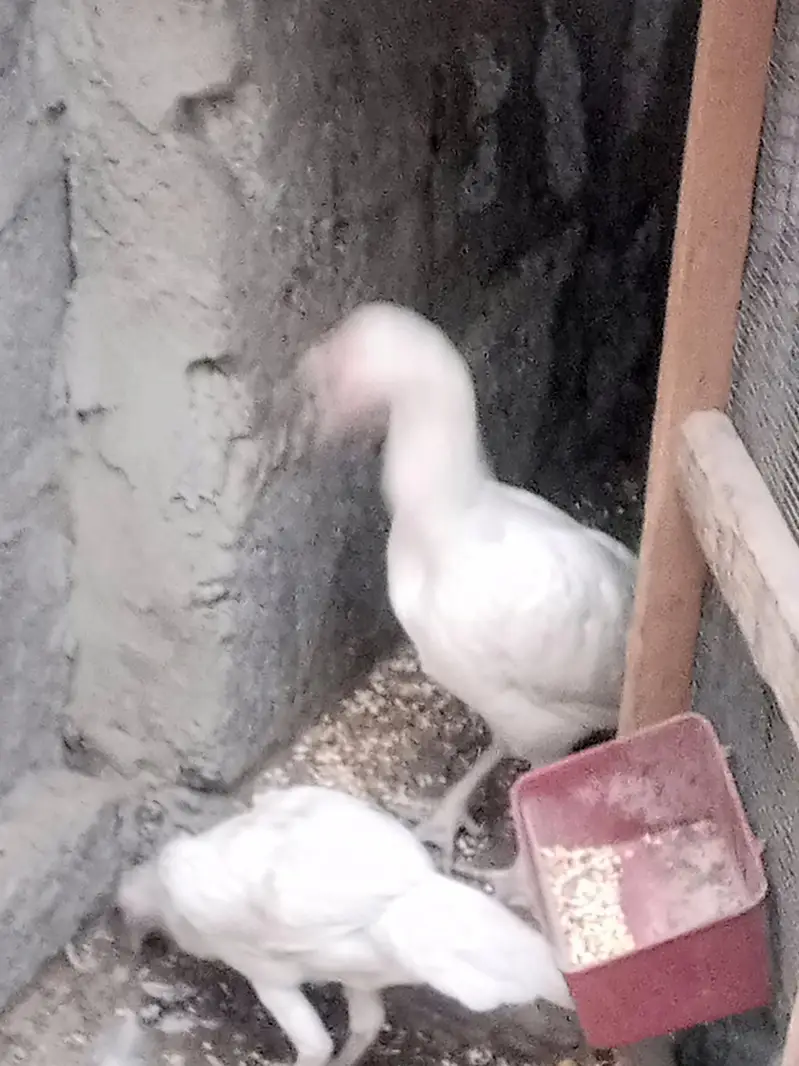 paper white Aseel chick — photo 5