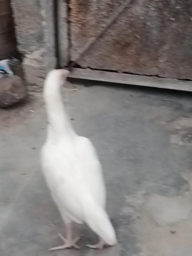 paper white Aseel chick — photo 6