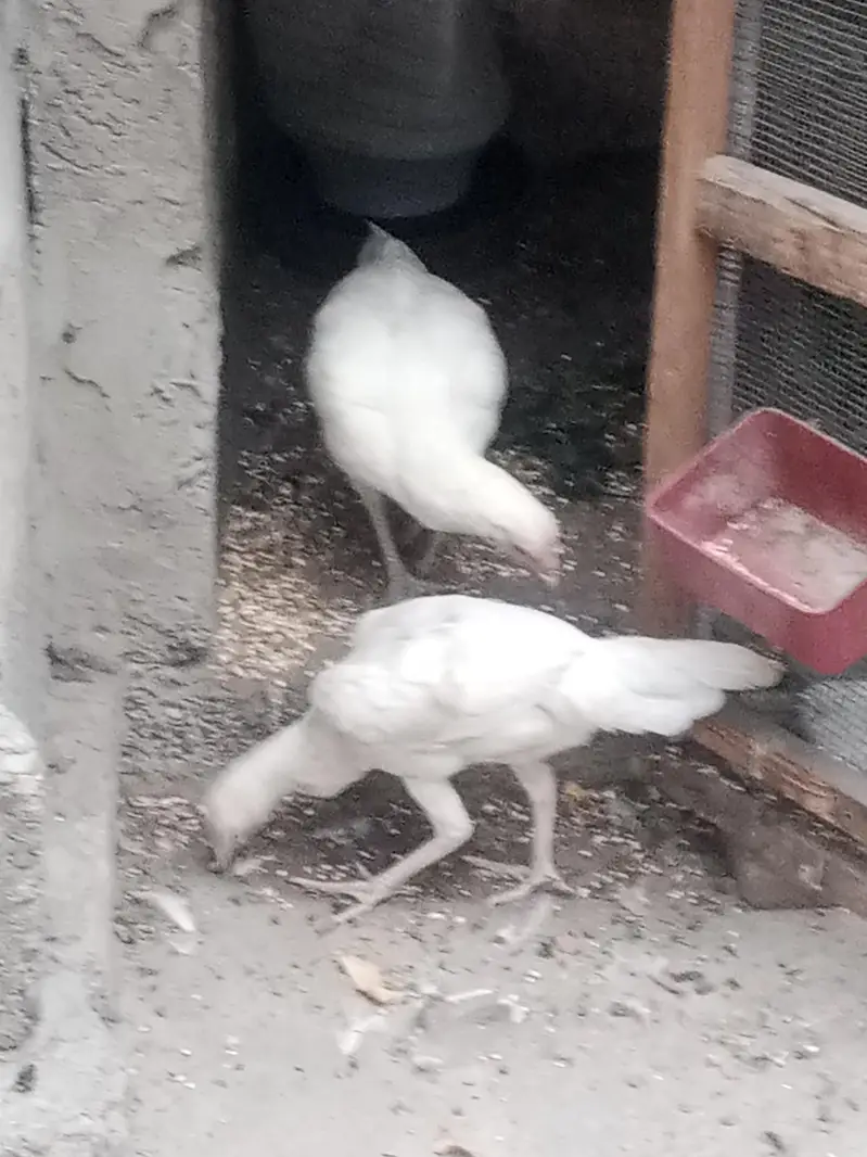 paper white Aseel chick — photo 7