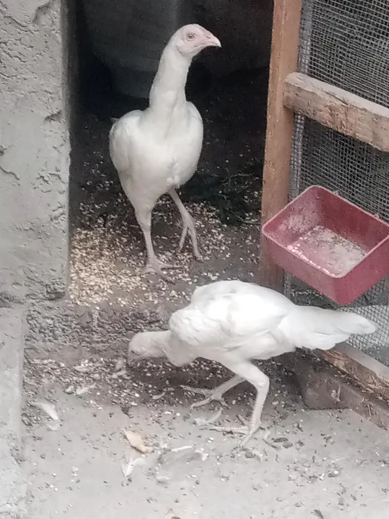 paper white Aseel chick — photo 8