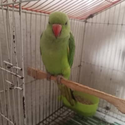 ringneck parrots