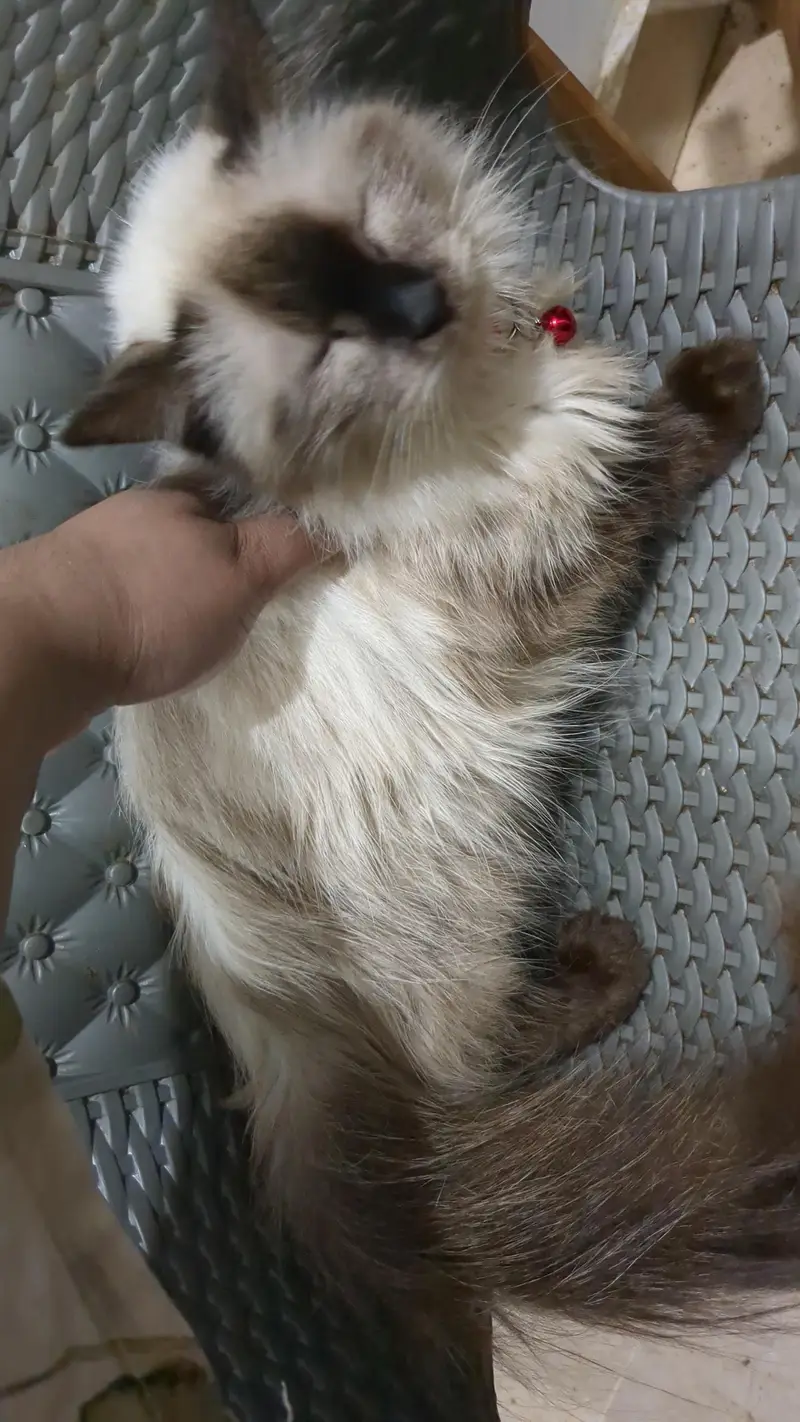 6 months old Himalayan siamese kitten — photo 2