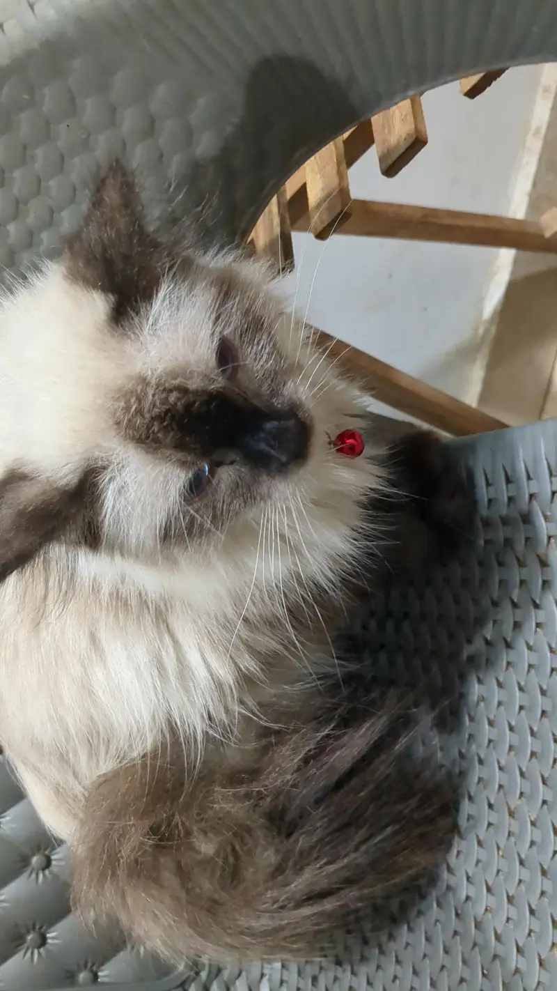 6 months old Himalayan siamese kitten — photo 4