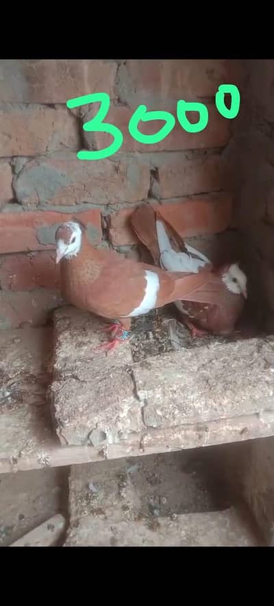 fancy pigeon 03074545111