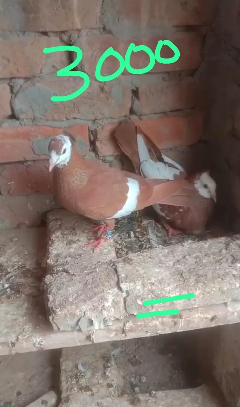fancy pigeon 03074545111 — photo 2