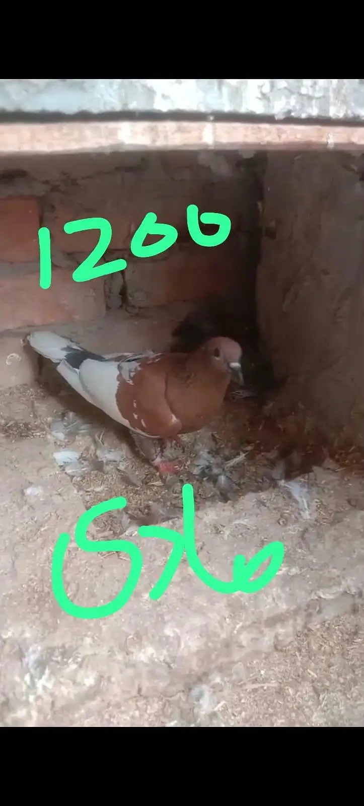fancy pigeon 03074545111 — photo 3