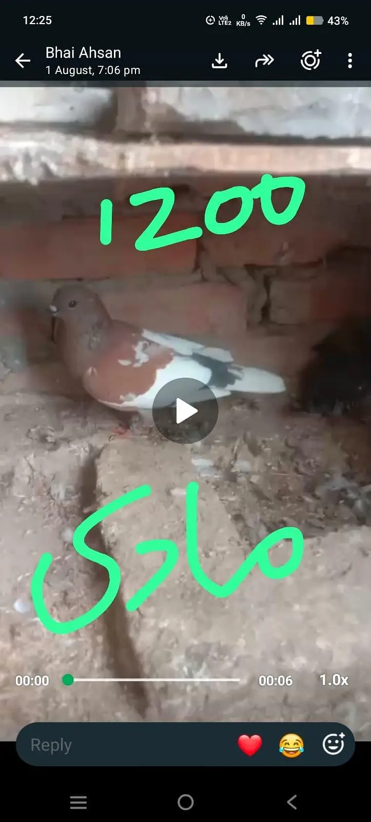 fancy pigeon 03074545111 — photo 4