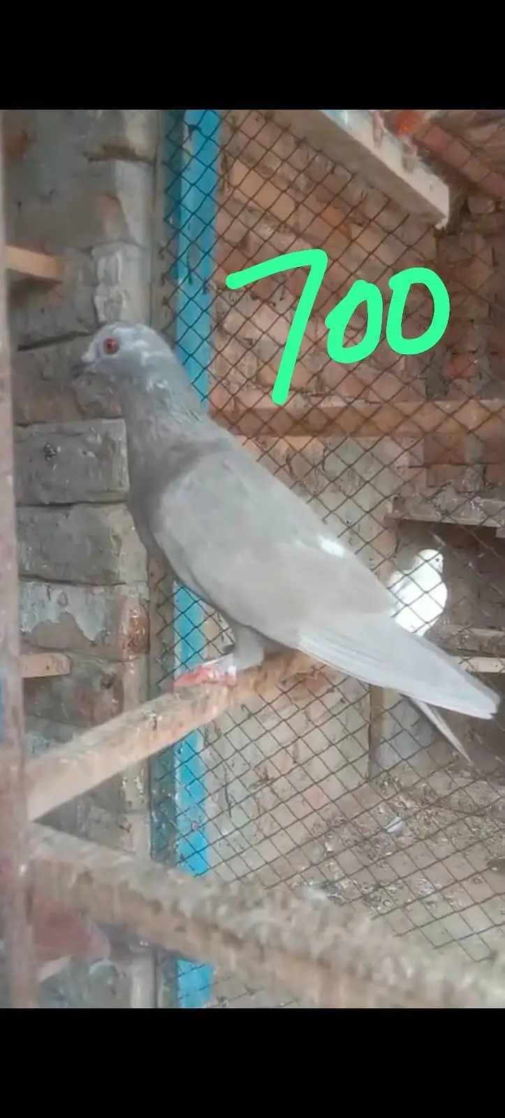 fancy pigeon 03074545111 — photo 5