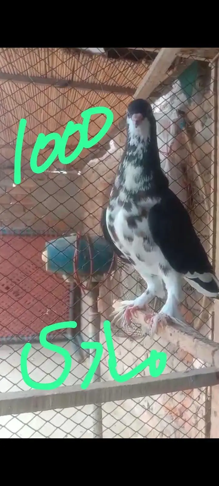 fancy pigeon 03074545111 — photo 6