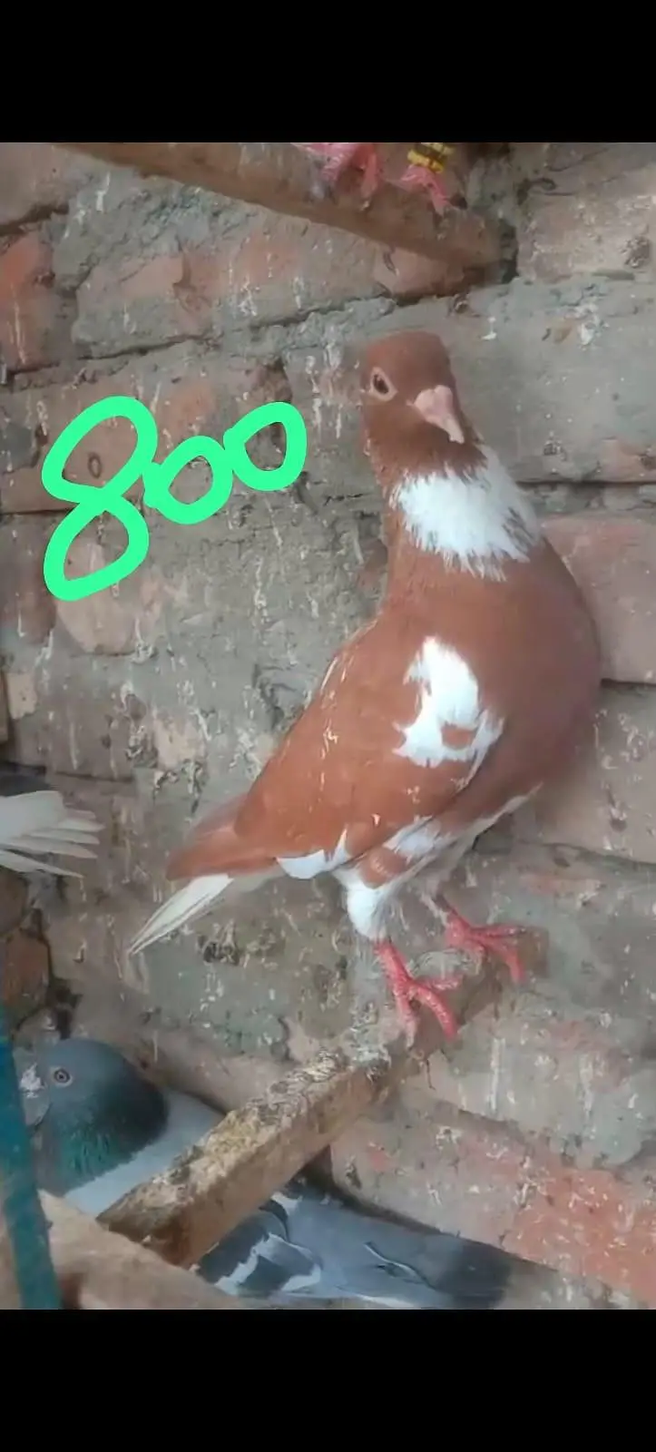 fancy pigeon 03074545111 — photo 7