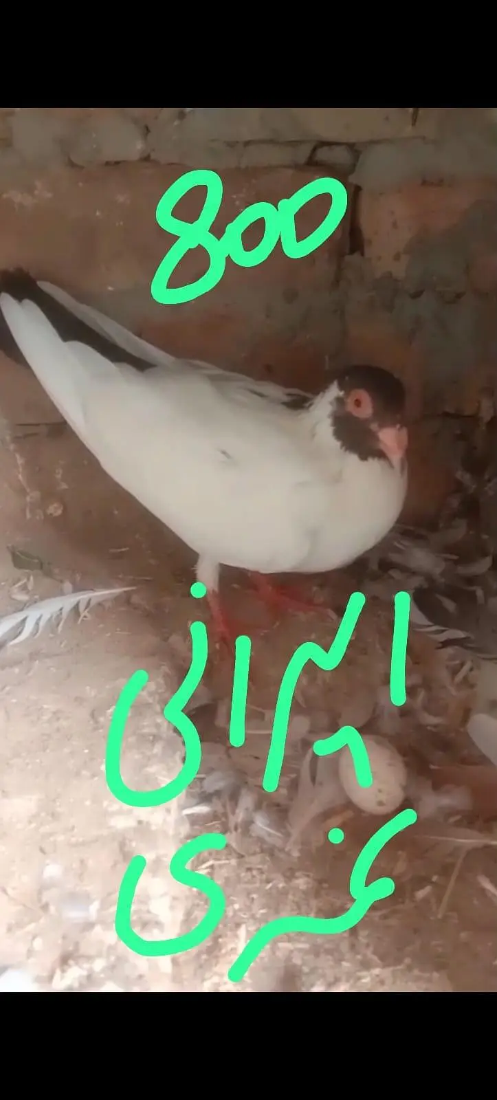 fancy pigeon 03074545111 — photo 9