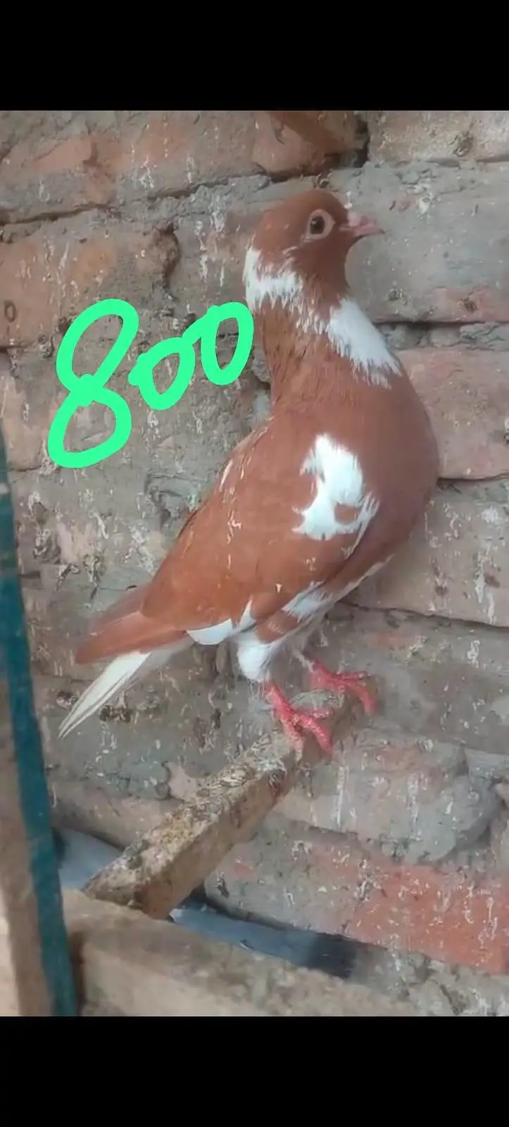 fancy pigeon 03074545111 — photo 10