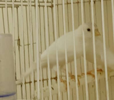 Breeder Pair
