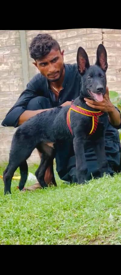 black German shepherd long for puppy available vaccination complete