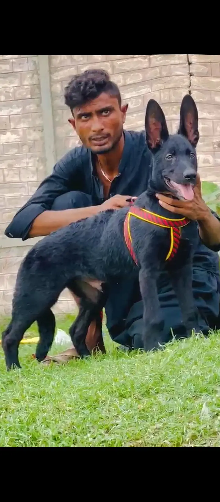black German shepherd long for puppy available vaccination complete — photo 2
