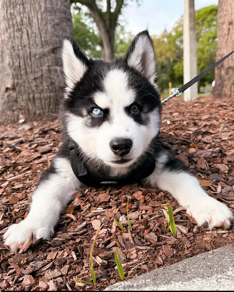 Siberian husky for sale 0346+4647+379 — photo 2