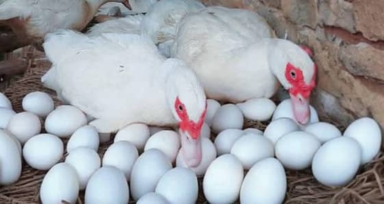 white Muscovy ducks eggs and chicks
