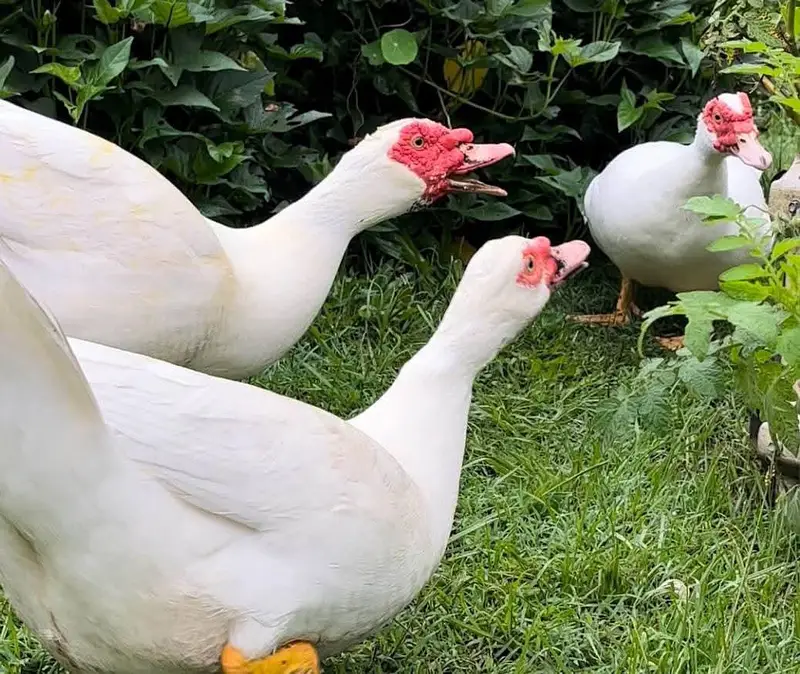 white Muscovy ducks eggs and chicks — photo 2
