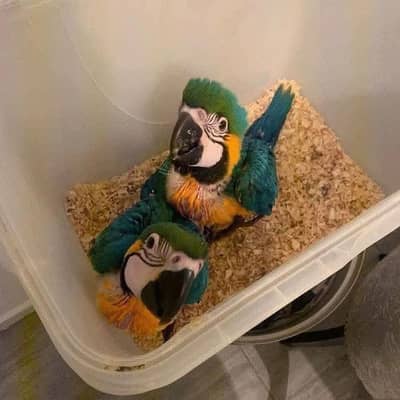 blue macaw parrot for sale good looking 03267238870