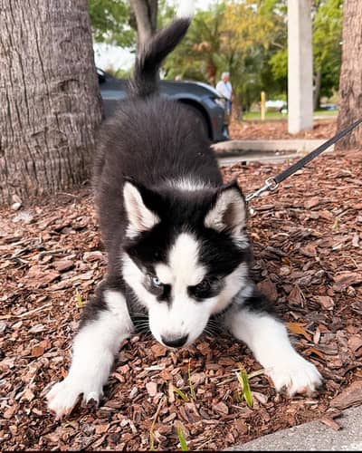 Siberian husky for sale 0346+4647+379